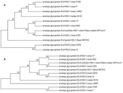 Identification of 22 Novel Motifs of the Cell Entry Fusion Glycoprotein B of Oncolytic Herpes Simplex Viruses: Sequence Analysis and Literature Review